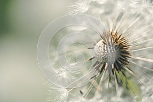 Dandelions in the spring field. Festive summer card