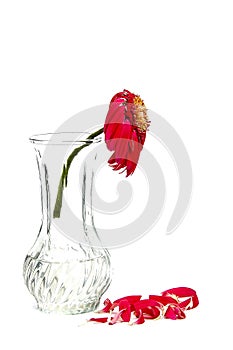 Faded flower in a vase photo