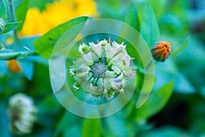 Faded flowers of marigold