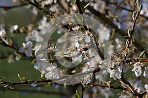 Faded flowers in the sun in April