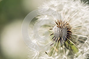 Faded fluffy dandelions in the spring field. Festive summer card