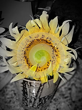 Faded Glory Sunflower Yellow