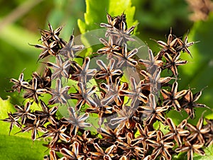 Faded golden root Rhodiola rosea._