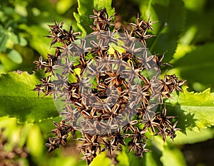 Faded golden root Rhodiola rosea