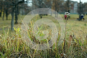 Faded grass