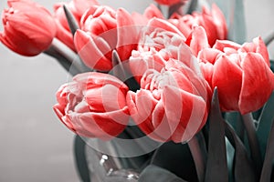 Faded image of elegant pink tulips in the glass vase