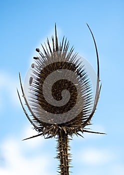 A faded inflorescence of a teasel (Dipsacus