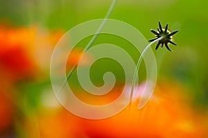 Faded lonesome pincushion flower in the late summer sun behind blurry orange colored flower blossoms