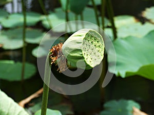 Faded lotus