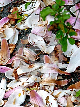 Faded magnolia petals on the garden floor