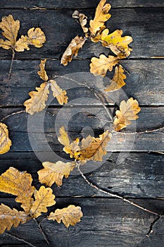 Faded oak leaves on old rustic wooden table. Autumn background. Background and texture.