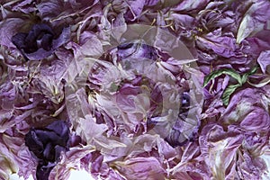 Faded Petals of a Deconstructed Dried Peony in Abstract