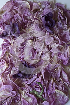 Faded Petals of a Peony Deconstructed Dried Peony in Abstract