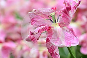 faded pink tulips with dry and partially fallen petals.