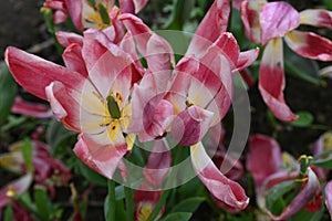 faded pink tulips with dry and partially fallen petals.