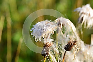 A faded plant with large dewdrops in autumn.