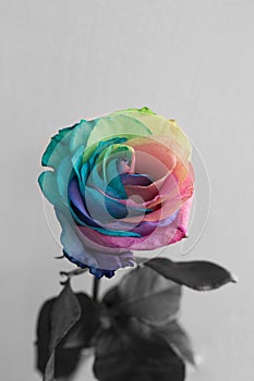 Faded rainbow rose flower symbolize depression or unhappy love or unhappiness.