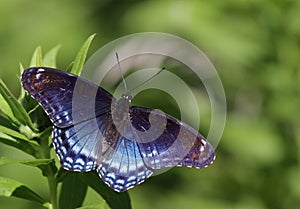 Faded Red-spotted Purple Butterfly