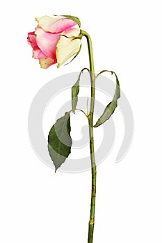 Faded rose on a dry stalk with leaves