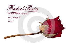 Faded rose - time passes metaphor