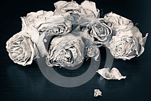 Faded roses