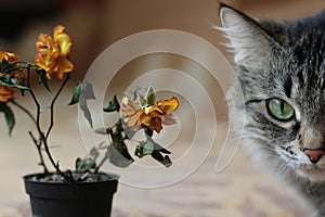Faded roses and a cat