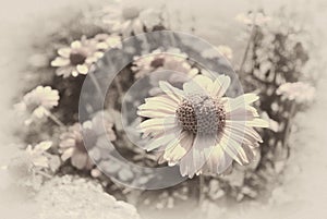 faded sepia background of daisies