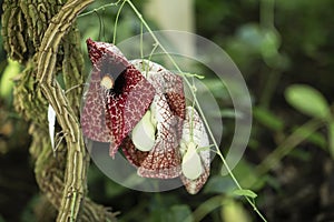 Faded but still bright carnivorous Nepenthes flower close-up. Bright floral exotic background