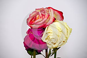 Faded three rose flowers