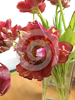 Faded tulips in a glass flower vase on an office table against a white wall close up