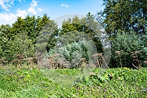 Faded umbels from the giant hodgweed - Heracleum mantegazzianum - in nature reserve of the Ruhr Valley near Essen.