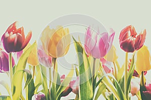 Destenido antiguo de fresco primavera tulipanes 