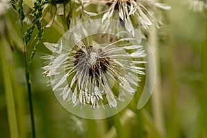 aded white fluffy dandelions wet after the rain bright colored floral background very close in good weather with sunlight on a sum