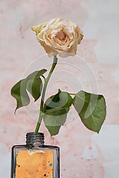 Faded white rose against grungy background