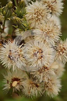 Faded wild dandelion