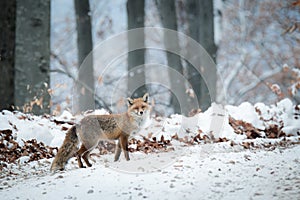 Faded winter red fox photo