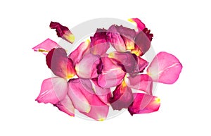 Faded withered red rose petals isolated on white background close up