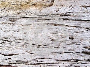 Faded wooden texture closeup. Raw timber with grungy cracks. Natural surface for vintage background