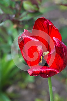 Fades red tulip in spring on green background
