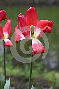 Fades red tulips in spring on a blurry green background