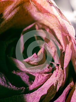 Fading Beauty: Closeup of a Dead Rose