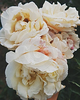 Fading beauty. Roses in september photo