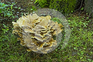 Fading Chicken of the Woods Giant Mushroom