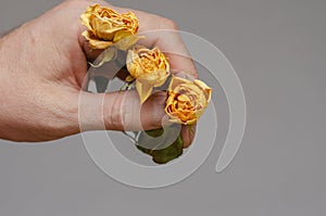 Fading flowers. Three small yellow roses in a man`s hand
