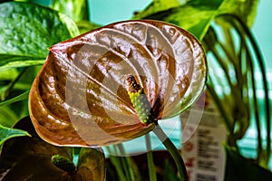 Fading red anthurium with top of the spadix drying out