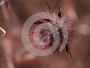 Fading red and white wildflower fuzz