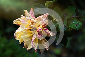 Fading rose in the drops of morning dew