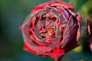 A fading rose. A drying flower. Dying beauty
