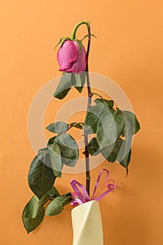Fading rose flower in vase