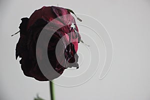 Fading rose flowers background. Funeral mourning life death grief concept